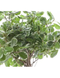 Variegated Pittosporum Fresh Grower Bunch - Wholesale Floral Greens