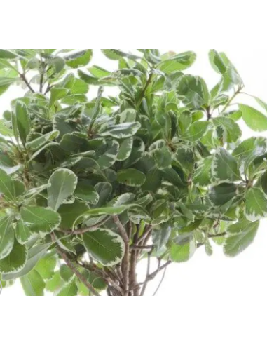 Variegated Pittosporum Fresh Grower Bunch - Wholesale Floral Greens