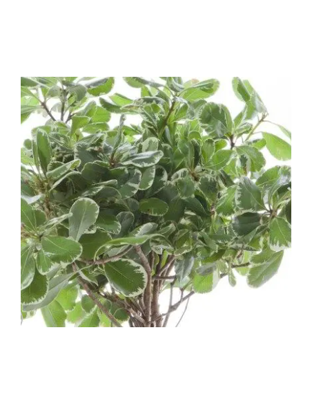 Variegated Pittosporum Fresh Grower Bunch - Wholesale Floral Greens