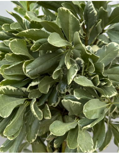 Variegated Pittosporum Fresh Grower Bunch - Wholesale Floral Greens