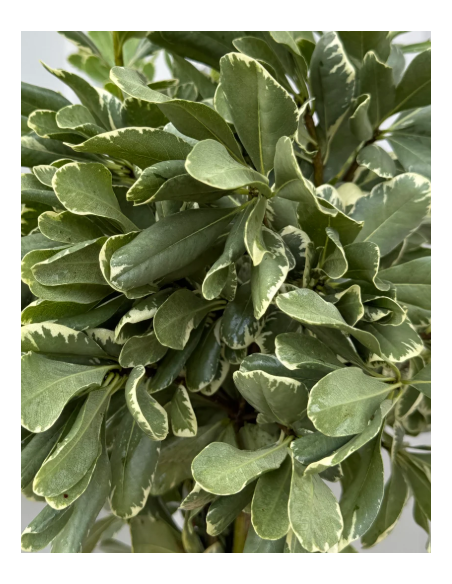 Variegated Pittosporum Fresh Grower Bunch - Wholesale Floral Greens