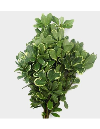 Variegated Pittosporum Fresh Grower Bunch - Wholesale Floral Greens