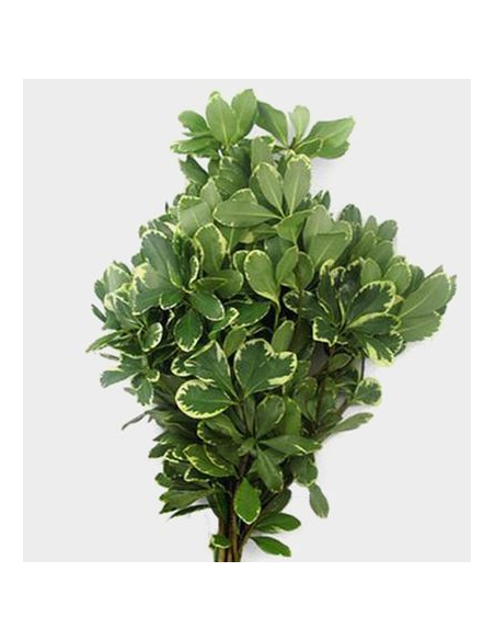 Variegated Pittosporum Fresh Grower Bunch - Wholesale Floral Greens