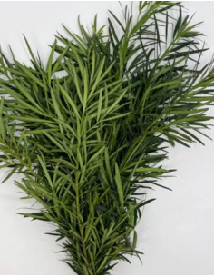 Nagi Podocarpus 10 Stem Bunch - Wholesale Floral Greens