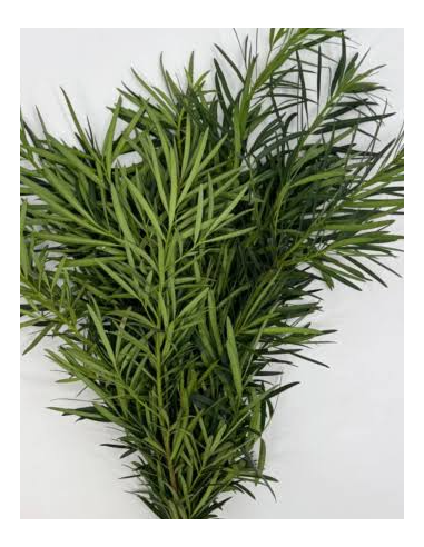 Nagi Podocarpus 10 Stem Bunch - Wholesale Floral Greens
