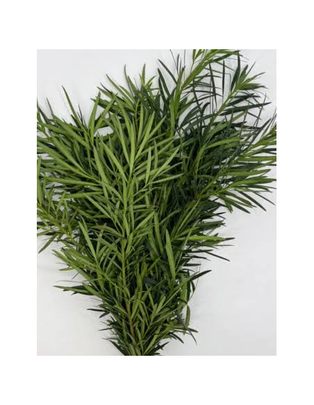 Nagi Podocarpus 10 Stem Bunch - Wholesale Floral Greens