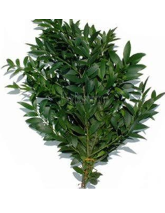 Nagi Podocarpus 10 Stem Bunch - Wholesale Floral Greens 2