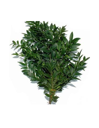 Nagi Podocarpus 10 Stem Bunch - Wholesale Floral Greens