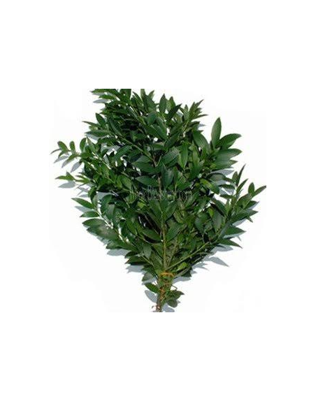 Nagi Podocarpus 10 Stem Bunch - Wholesale Floral Greens