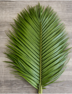 Robellini Palm 10 Stem Bunch - Wholesale Tropical Greens