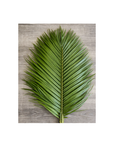 Robellini Palm 10 Stem Bunch - Wholesale Tropical Greens