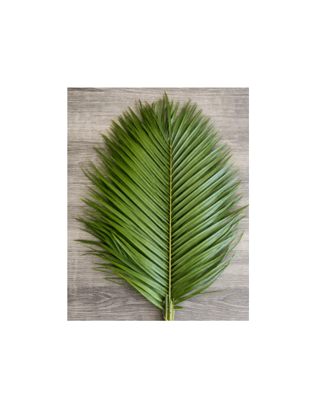 Robellini Palm 10 Stem Bunch - Wholesale Tropical Greens