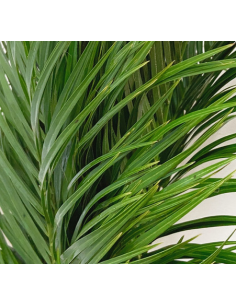 Robellini Palm 10 Stem Bunch - Wholesale Tropical Greens 2