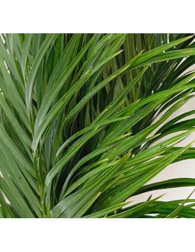 Robellini Palm 10 Stem Bunch - Wholesale Tropical Greens
