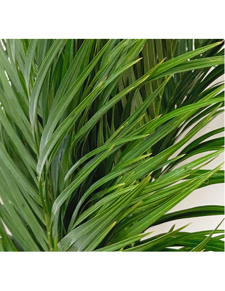 Robellini Palm 10 Stem Bunch - Wholesale Tropical Greens