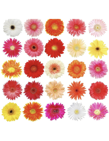Fresh Mini Gerbera Daisy Stems | Wholesale Event Flowers