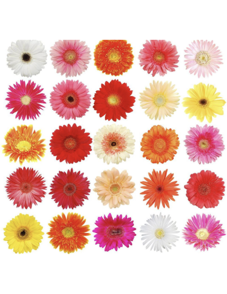Fresh Mini Gerbera Daisy Stems | Wholesale Event Flowers