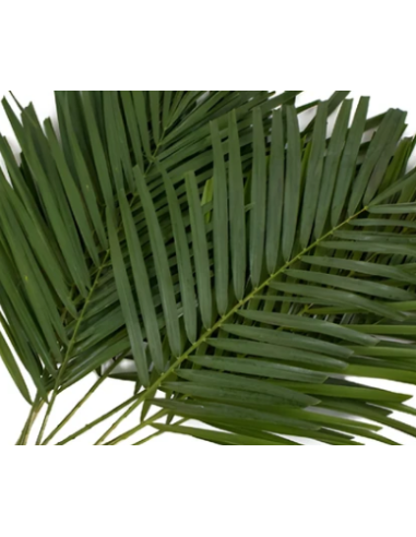 Robellini Palm 10 Stem Bunch - Wholesale Tropical Greens