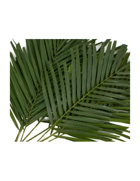 Robellini Palm 10 Stem Bunch - Wholesale Tropical Greens