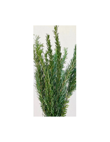 Rosemary Fresh Grower Bunch - Wholesale Floral Greens