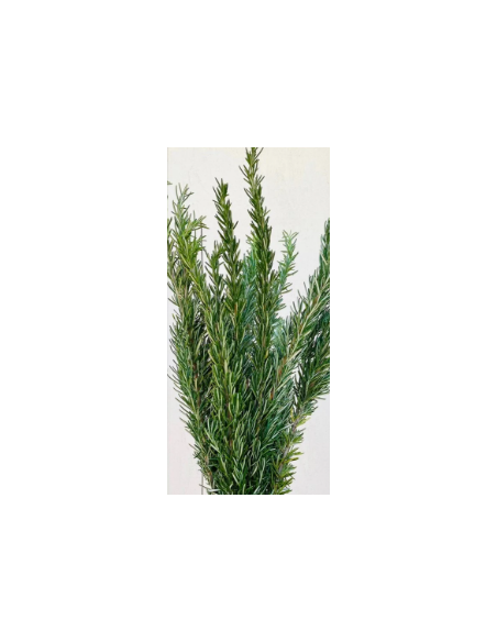 Rosemary Fresh Grower Bunch - Wholesale Floral Greens