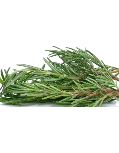 Rosemary Fresh Grower Bunch - Wholesale Floral Greens