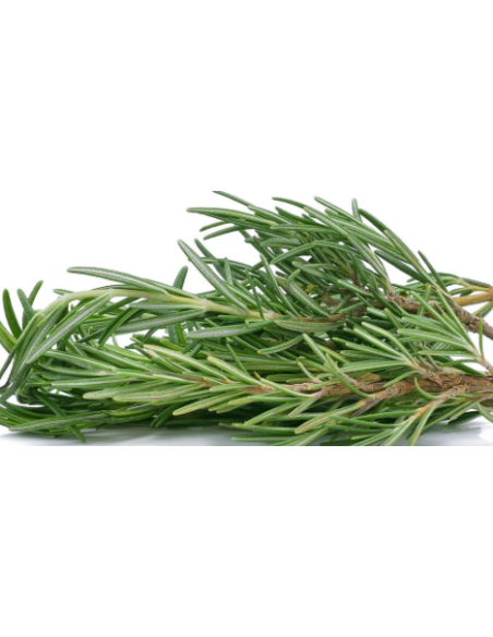 Rosemary Fresh Grower Bunch - Wholesale Floral Greens