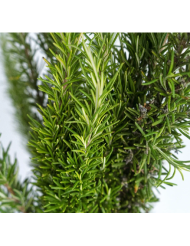 Rosemary Fresh Grower Bunch - Wholesale Floral Greens