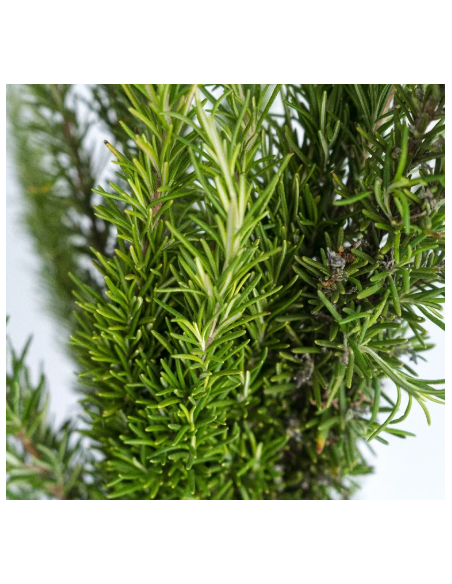 Rosemary Fresh Grower Bunch - Wholesale Floral Greens