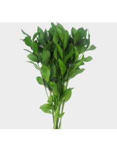 Israeli Ruscus 10 Stem Bunch - Wholesale Floral Greens