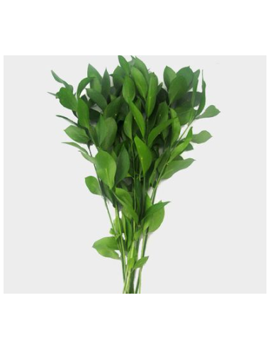 Israeli Ruscus 10 Stem Bunch - Wholesale Floral Greens