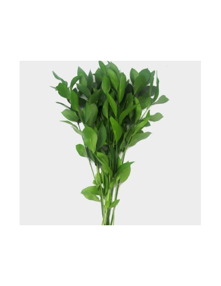 Israeli Ruscus 10 Stem Bunch - Wholesale Floral Greens