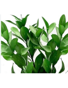 Israeli Ruscus 10 Stem Bunch - Wholesale Floral Greens 2
