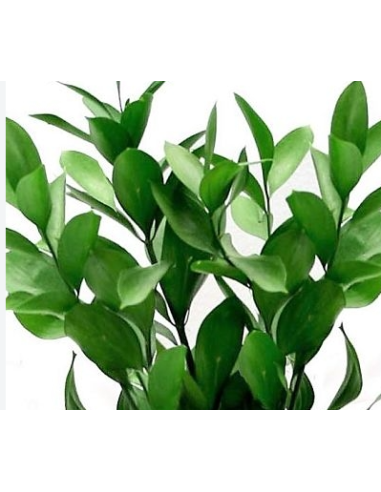 Israeli Ruscus 10 Stem Bunch - Wholesale Floral Greens