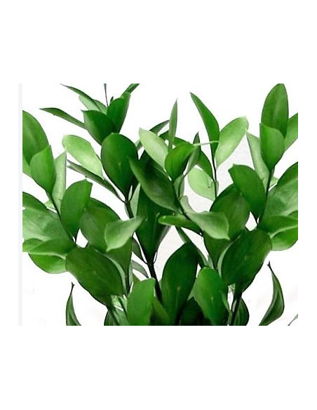 Israeli Ruscus 10 Stem Bunch - Wholesale Floral Greens