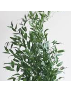 Italian Ruscus Medium 7 Stem Bunch - Wholesale Floral Greens 2