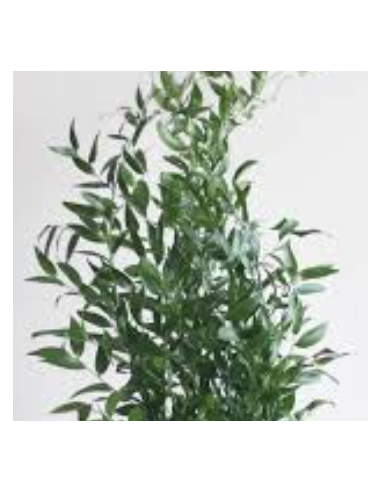 Italian Ruscus Medium 7 Stem Bunch - Wholesale Floral Greens