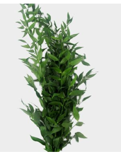 Italian Ruscus Long 5 Stem Bunch - Wholesale Floral Greens