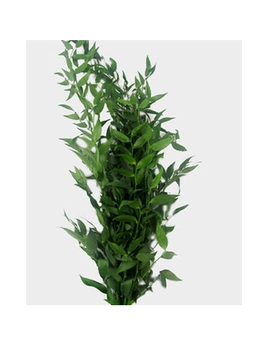 Italian Ruscus Long 5 Stem Bunch - Wholesale Floral Greens