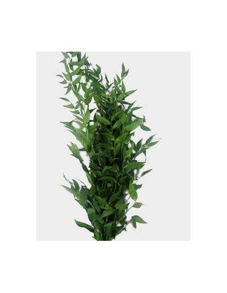 Italian Ruscus Long 5 Stem Bunch - Wholesale Floral Greens