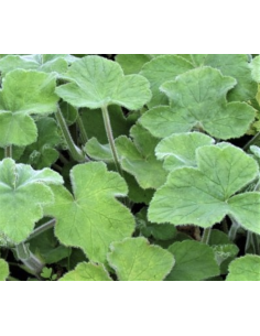 Fresh Scented Geranium Greens | Wholesale Fragrant Foliage 2