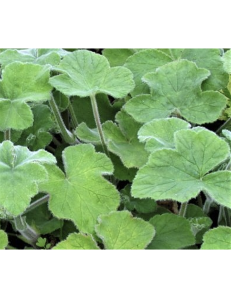 Fresh Scented Geranium Greens | Wholesale Fragrant Foliage