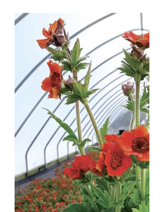 Fresh Geum Stems (Orange or Red) | Wholesale Specialty Flowers