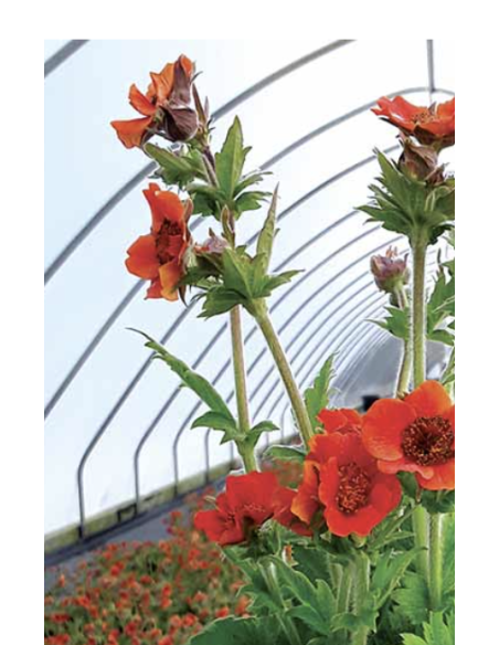 Fresh Geum Stems (Orange or Red) | Wholesale Specialty Flowers