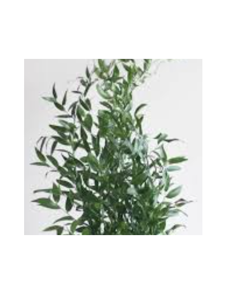 Italian Ruscus Long 5 Stem Bunch - Wholesale Floral Greens