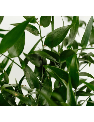 Italian Ruscus Long 5 Stem Bunch - Wholesale Floral Greens