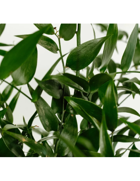 Italian Ruscus Long 5 Stem Bunch - Wholesale Floral Greens