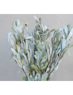 White Sage Fresh Grower Bunch - Wholesale Floral Greens