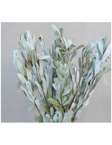 White Sage Fresh Grower Bunch - Wholesale Floral Greens