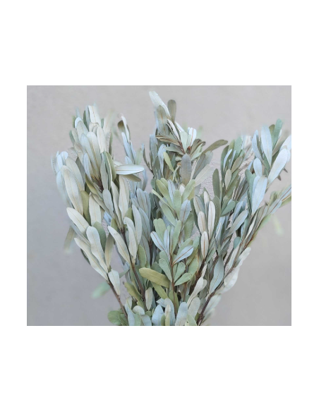 White Sage Fresh Grower Bunch - Wholesale Floral Greens